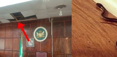 Lawmakers On The Run As Snake Falls From Roof Of Ondo Assembly During Plenary