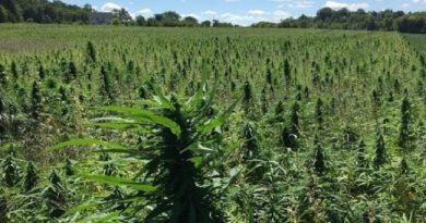 Zimbabwe will change its laws to allow farmers to grow industrial hemp for export, cabinet ministers said on Tuesday, adding that the government saw the plant as a future substitute for tobacco