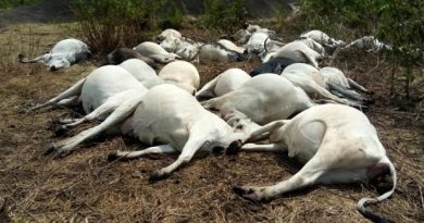 Shocking: Thunder Strike 38 Cows Dead In Ondo Community