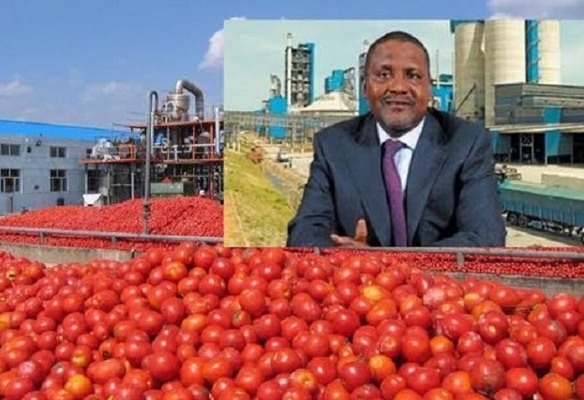 Dangote Tomato Plant In Kano Closed