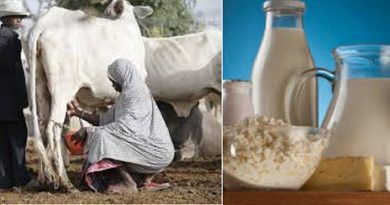 We Can Meet Nigeria’s Milk Requirements ,Miyetti Allah Assures Nigerians