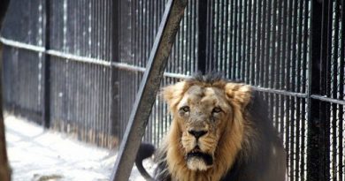 Escaped Kano Lion Sedated, Yet to be Returned to Cage, Says Official