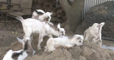 Nigerian Dwarf Goat Hits US Headline For Having Rare Quintuplets