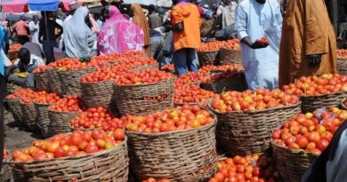 Tomato Farmers Lament Wastage In Benue