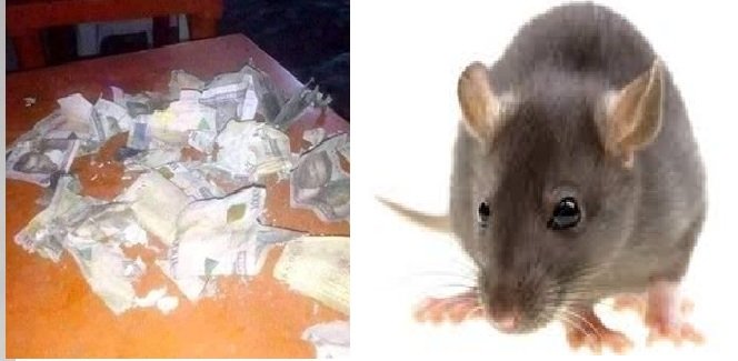 Mysterious Rats Eats Christmas Savings, Man Cries For Help