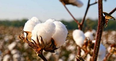 CBN, State Government Pledge Support For Cotton Farmers In Ekiti