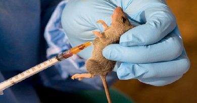 Lassa Fever: 63 People Placed Under Surveillance In Lagos