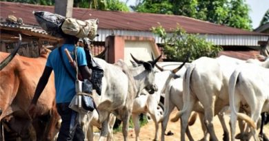 Why I Want To Pay N8m To Fulani Herdsmen For Missiing 55 Cows - Hope Uzodinma