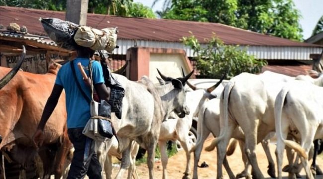 Why I Want To Pay N8m To Fulani Herdsmen For Missiing 55 Cows - Hope Uzodinma
