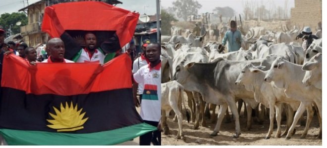 Why IPOB Rejects FG’s Ranching Proposal