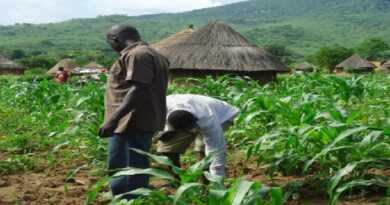 Middlemen Hording Farm Produce, Creating Artificial Scarcity -Expert