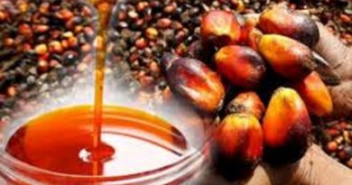 How to Make Millions of Dollars Farming Palm Oil