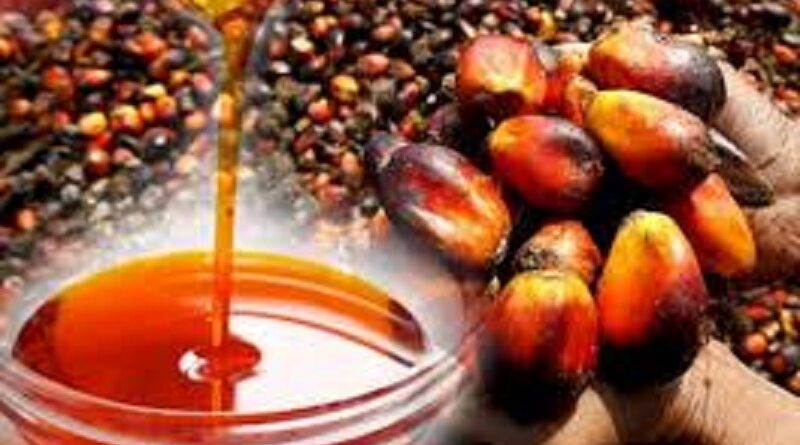 How to Make Millions of Dollars Farming Palm Oil