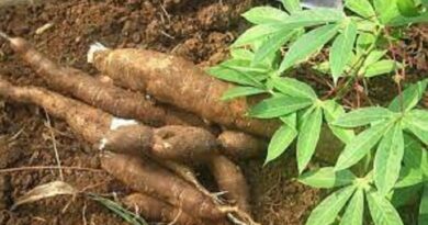 FG Begins Cassava Production Training for 1,000, Ex-militants in 2022