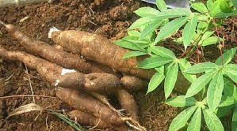 FG Begins Cassava Production Training for 1,000, Ex-militants in 2022