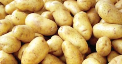 Plateau State to Introduce High-Yield Potato Varieties